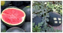 Black Diamond Watermelon 40 Seeds Average Fruit WT 30-50lbs - £13.33 GBP