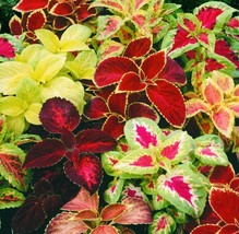 250 Coleus Rainbow Mix Flower Seeds  From US  - $8.49