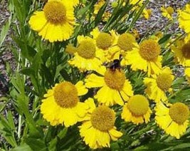 USA Seller 2000 Autumn Sneezeweed Dogtooth Daisy Helens Flower Bitterswe... - £11.19 GBP