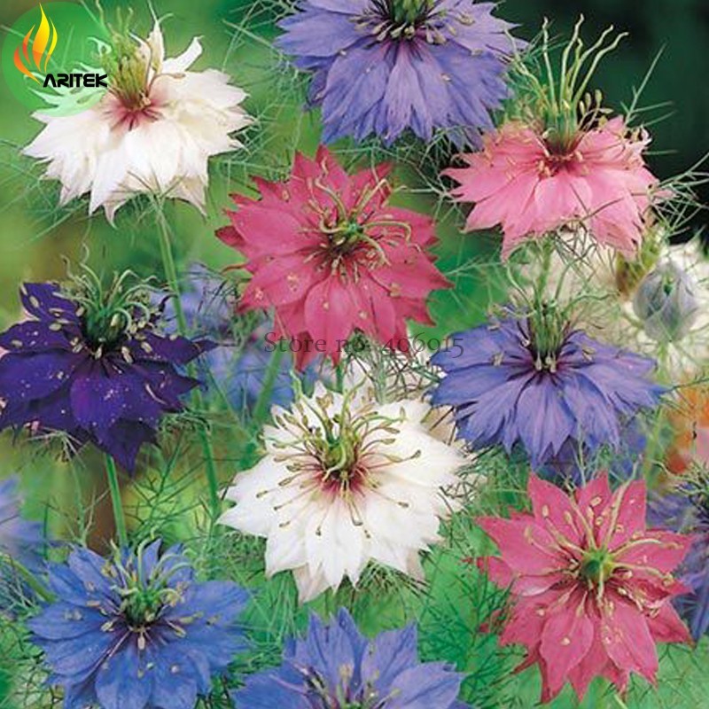 Nigella Damascena Mixed Love In A Mist Fennelflower Seeds 20 Seeds Beaut... - $7.00