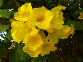 ArfanJaya 20_Seeds Tecoma stans Yellow Bells Trumpet Flower - £14.54 GBP