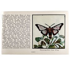 Hummingbird Clear Wing Moth 1934 Butterflies America Antique Insect Art ... - $366.80 MXN