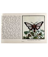 Hummingbird Clear Wing Moth 1934 Butterflies America Antique Insect Art ... - $19.99