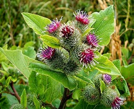 200 Burdock Seeds - Arctium lappa - Gobo Thorny Burr Root Herb Planting ... - £11.70 GBP