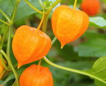 Ground Cherry, 50 Seeds, NON-GMO, Cape Gooseberry, Chinese Lantern, FREE... - $38.02 MXN