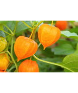 Ground Cherry, 50 Seeds, NON-GMO, Cape Gooseberry, Chinese Lantern, FREE... - $38.02 MXN