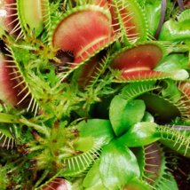 Catchfly Potted Plant Garden Venus Fly Trap Insectivorous Plant 100 PCS ... - $164.81 MXN