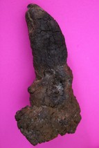 Giant Lizard Poop 5 Million Years Old Coprolite Genuine Fossil Dino Girl... - $29.99