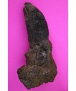 Giant Lizard Poop 5 Million Years Old Coprolite Genuine Fossil Dino Girl... - $29.99