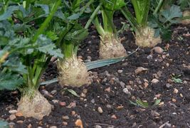 Celeriac Giant Prague 750 Seeds Non-GMO USA Seller - £5.39 GBP