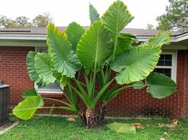 Giant Taro Upright Elephant Ears Alocasia Macrorrhizos 5 Seeds Fresh Garden - £15.63 GBP