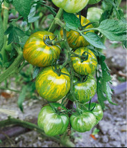 Berynita Store Tomato Green Zebra Giant 45 Seeds Determinate Non-Gmo Organic Hei - £7.08 GBP