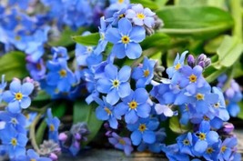 Fresh 1200 Forget Me Not Flower Seeds Attract Pollinators With This Pere... - $9.00