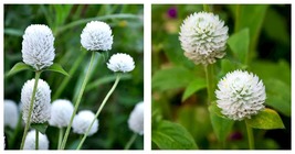 600 Seeds Radiant Gomphrena Globosa Varieties (Approx. 50cm) - White Seeds  - £21.86 GBP