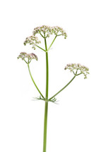 50 Valeriana Officinalis Seeds Valerian Root Perennial Sleep Herb Fresh ... - $5.98