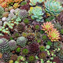 50 Hippie Chicks Succulent Sempervivum Flower Seeds Fresh Seeds From US - $13.98