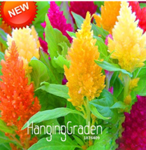 200 Pcspack Colorful Pteris Cockscomb Seeds Celosia Spicata Flores Flowe... - $13.80