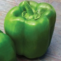 25 Touchdown Bell Pepper Seeds Green Pepper Fresh Garden USA SELLER - £23.58 GBP