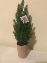 2 Small tabletop pine Trees - SALE image 4