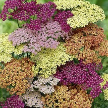 50 Achillea Flower Seeds Mix Yarrow Garden Fresh USA Shipping - $16.77