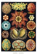 Ascidiae-Seescheiden - Sea Squirts - 1904- Illustration Poster - £7.98 GBP+