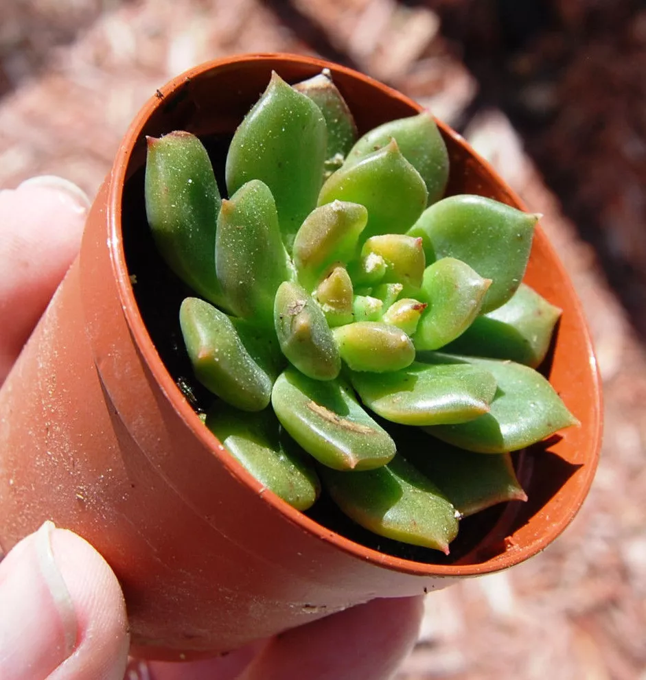 ‘Sleepy’ Echeveria Green Slow Growing Rosette Crassulaceae Rooted Succulent - $20.53 CAD