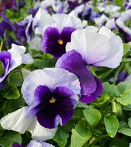 Easy to Grow 50- Pansy- Beaconsfield Seeds, Viola Flower Seeds Pansies - $5.06