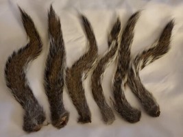 Lot Of 6 Gray Squirrel Tails Dog Training Fly Tying Real - £10.30 GBP