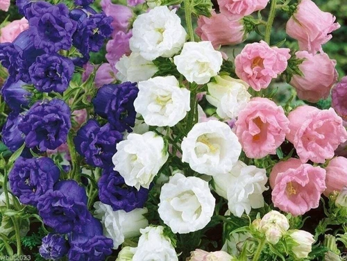 THJAR Campanula medium, double mix, Canterbury bells, bellflower 50 seeds - $4.00