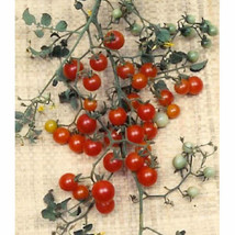 Seeds 30 Sweet Pea Currant Tomato Seeds Aproduces thousands of fruit USA - £8.32 GBP