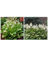 Royal Standard Hosta - Fragrant Blooms - Quart Pot - Best USA Fast Shipping - $48.99