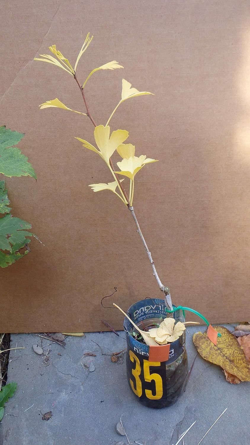2 Ginkgo Biloba seedlings plants 2 y.o. oldest tree in the world. Split ... - $25.00