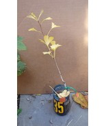 2 Ginkgo Biloba seedlings plants 2 y.o. oldest tree in the world. Split ... - $34.19 CAD