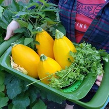 25+ Golden Egg Zucchini Squash Seeds | High-Yield Easy-Grow Vegetables - $16.50