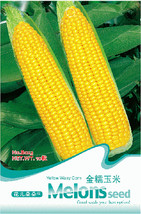 Heirloom Yellow Waxy Corn Vegetable Seeds, Original Pack, 10 Seeds / Pack, Organ - £3.57 GBP