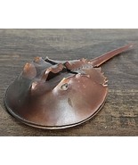 Horseshoe Crab Incredible Creatures Figure Safari Ltd Sealife Cake Topper - €22,70 EUR