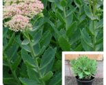 Hylotelephium Spectabile 4Inches Plant Showy Stonecrop Plant Succulent - £21.47 GBP