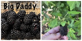 USA SELLER 3 Pack - Big Daddy Thornless Blackberry Live Plants  - $68.99