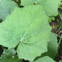 3 Coltsfoot Plants With Root Tussilago Farfara Grow Herbs In A Planter N... - $89.63 MXN