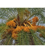 Phoenix Sylvestris, Silver Date Palm Live Plants, 2 Saplings/ Seedlings - £18.79 GBP