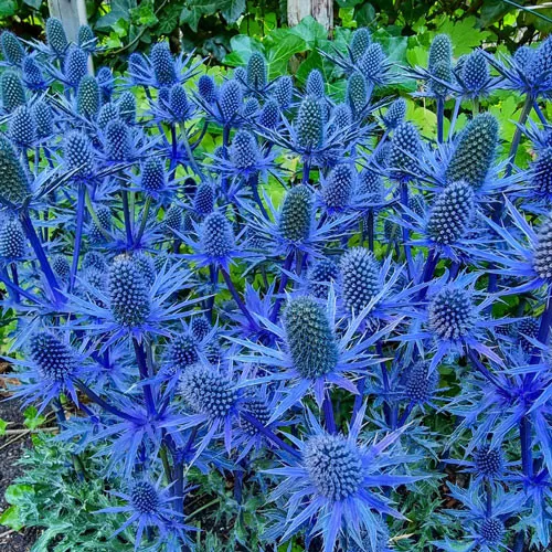 200 Blue Sea Hollies Thistle Seeds for Garden Planting - $8.37