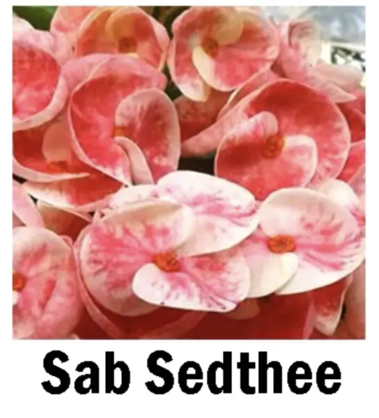 Sab Sedthee Crown Of Thorns Euphorbia Milii Christ Plant Starter Plant Fresh Gar - £28.76 GBP