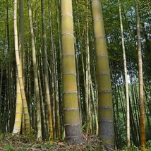 60 Seeds MOSO Bamboo Seeds. Giant Phyllostachys edulis - $7.35