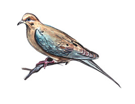 Mourning Turtle Rain Pigeon Carolina Dove Morning Bird Vinyl Decal Sticker Art - £5.55 GBP+