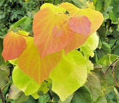 20 Seeds Hearts Of Gold Redbud Heirloom Seeds For Quick And Beautiful Garden Res - $18.00