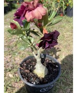 Adenium Obesum Desert Rose Grafted Plant Double Purple In 1 Gallon Pot - $34.65