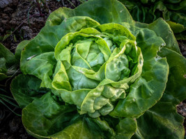 LWSTORE Buttercrunch Leaf Lettuce Seeds Butterhead Tender Fall Iron Bulk USPS Sh - $8.42