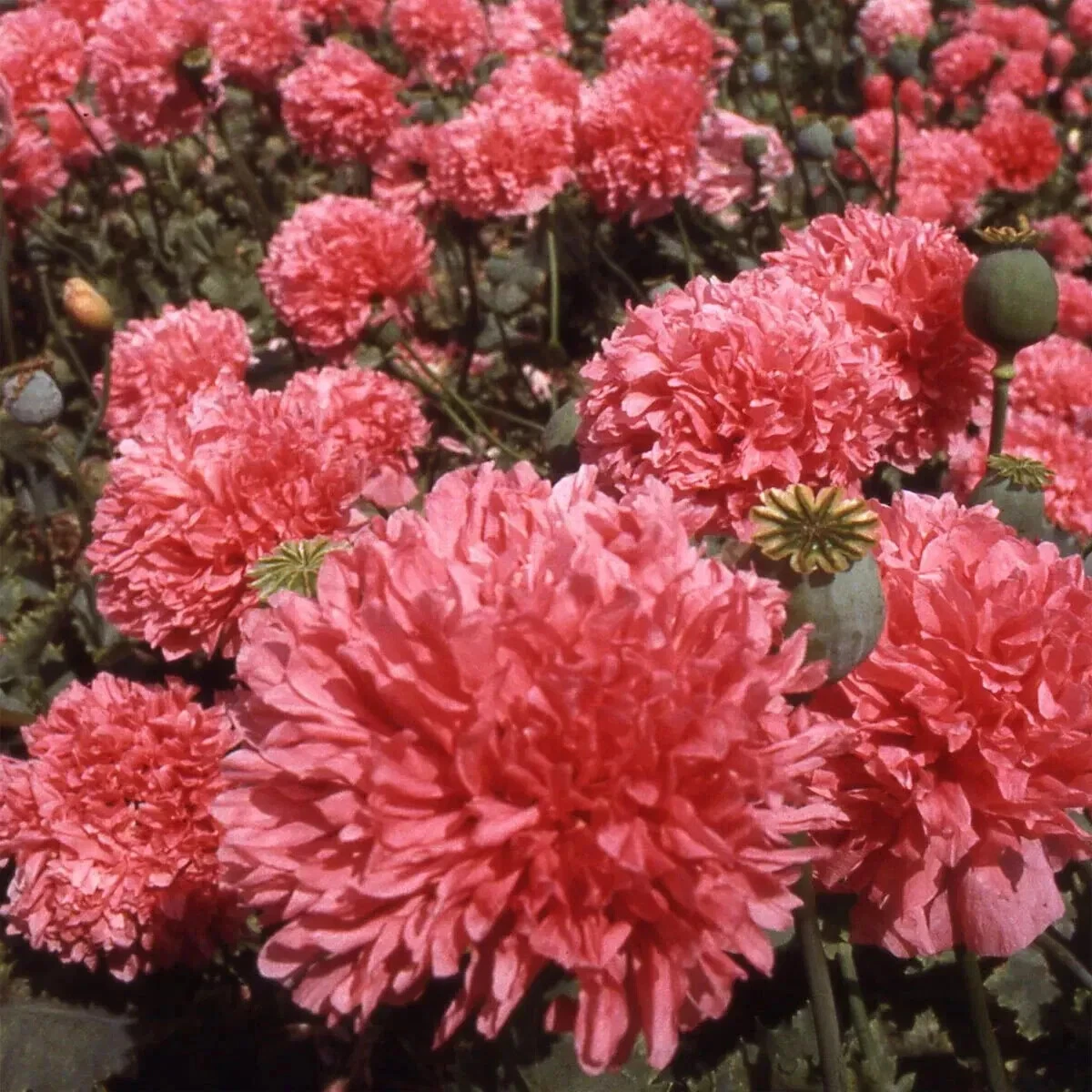 Salmon Double Poppy 200  Seeds for Garden Planting - $10.04