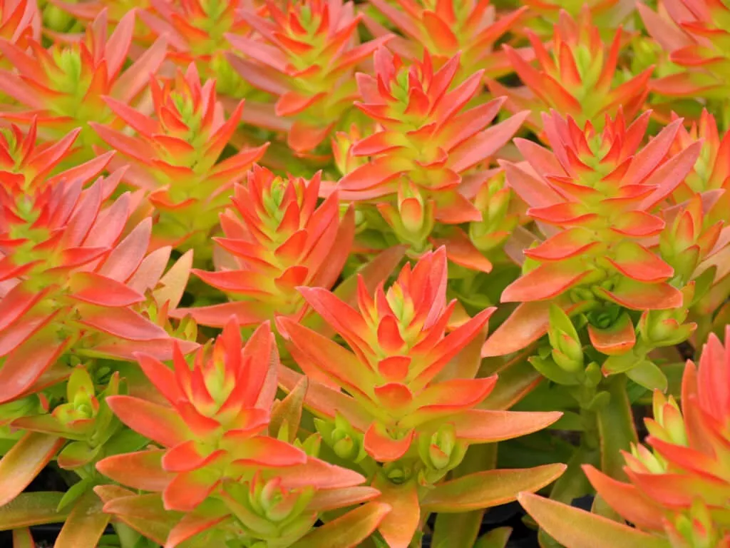 Succulent Crassula Capitella CAMPFIRE 3 Live 2&quot; Unrooted Plant Cuttings Red - $437.83 MXN