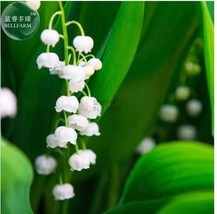 Heirloom White Lily of the Valley Convallaria majalis Flower 50 Seeds - $11.35